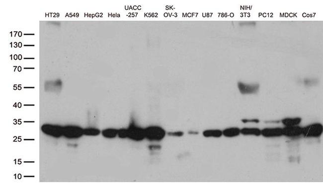 CDK2 Antibody in Western Blot (WB)