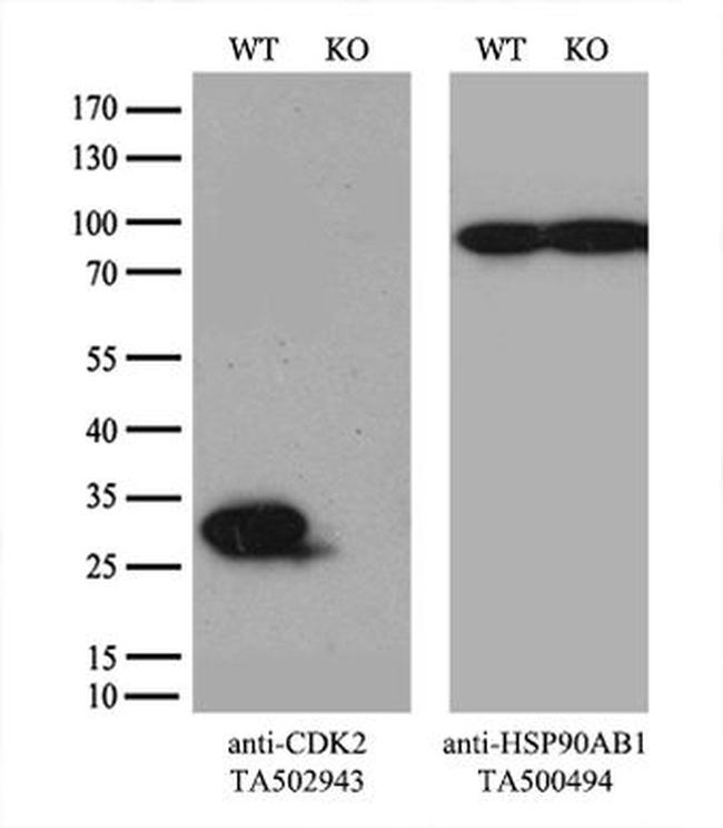 CDK2 Antibody in Western Blot (WB)