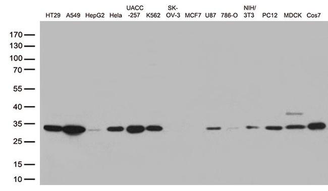 CDK2 Antibody in Western Blot (WB)