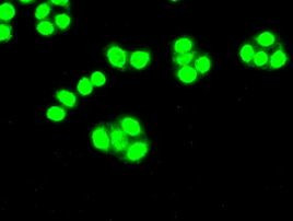 CDK5 Antibody in Immunocytochemistry (ICC/IF)