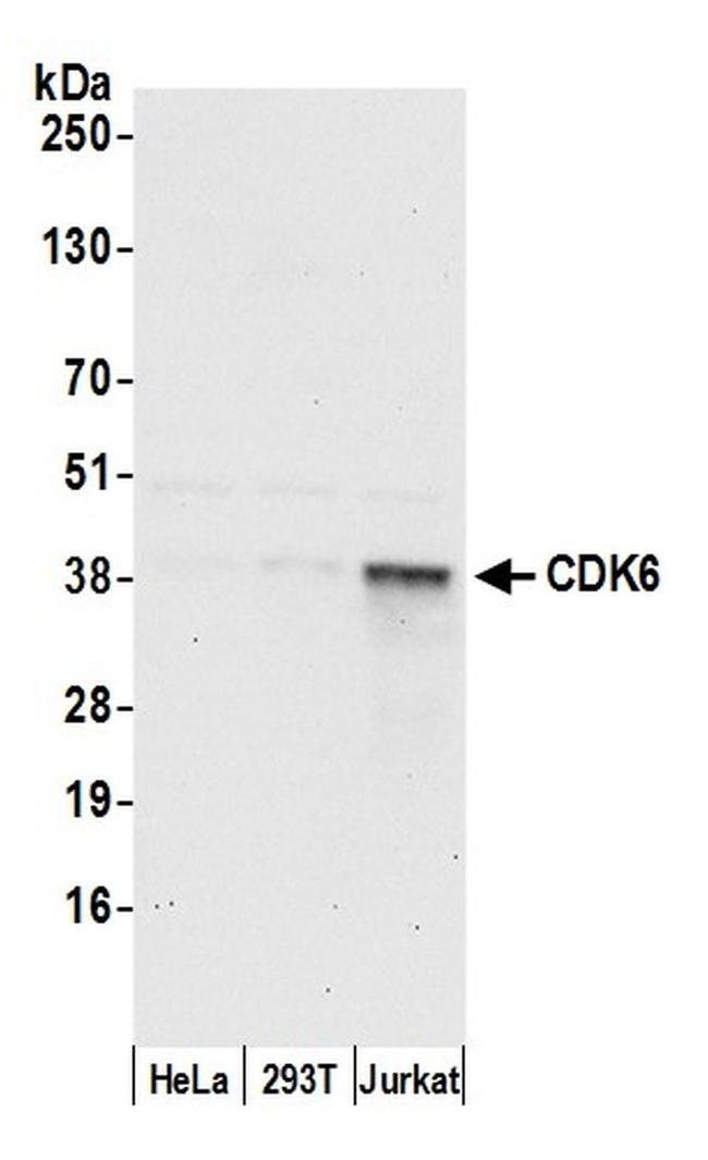 CDK6 Antibody in Western Blot (WB)