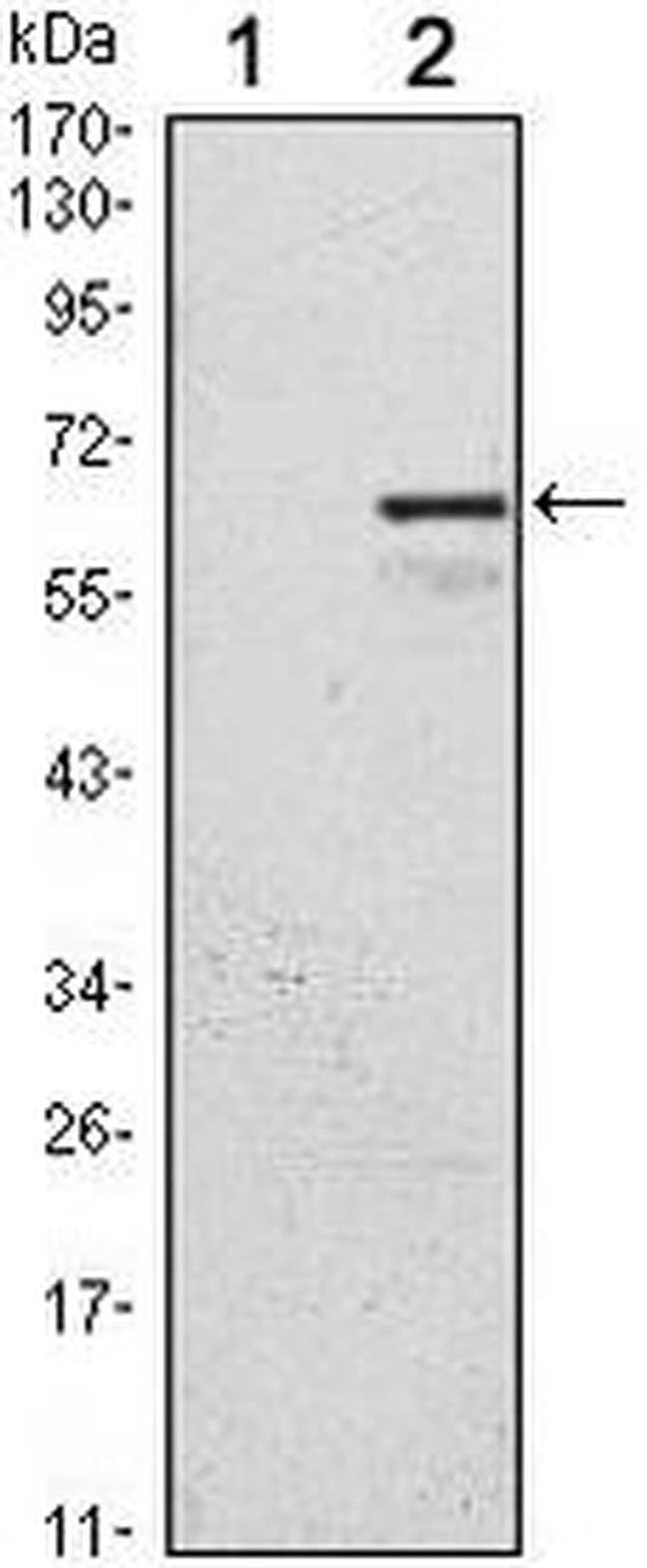 p57 Kip2 Antibody in Western Blot (WB)