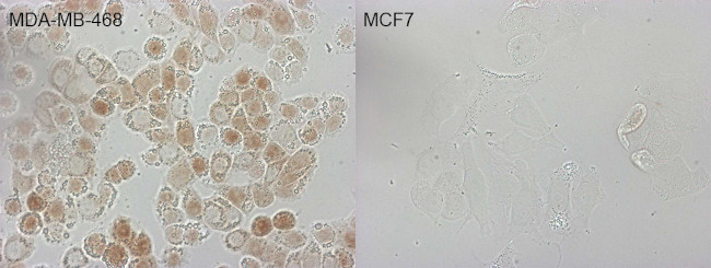 CDKN2A Antibody in Immunocytochemistry (ICC/IF)