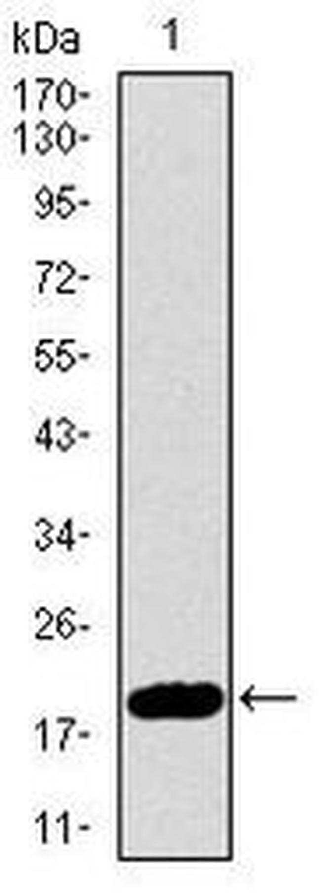 p16INK4a Antibody in Western Blot (WB)