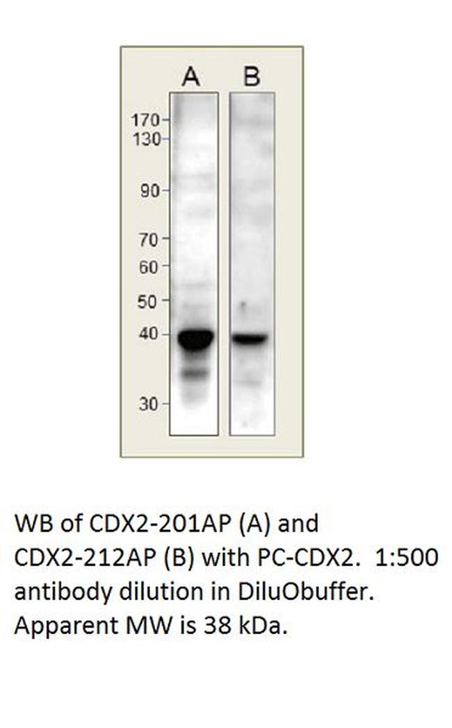 CDX2 Antibody in Western Blot (WB)