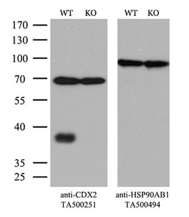 CDX2 Antibody in Western Blot (WB)