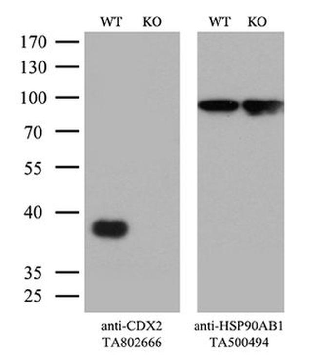 CDX2 Antibody in Western Blot (WB)
