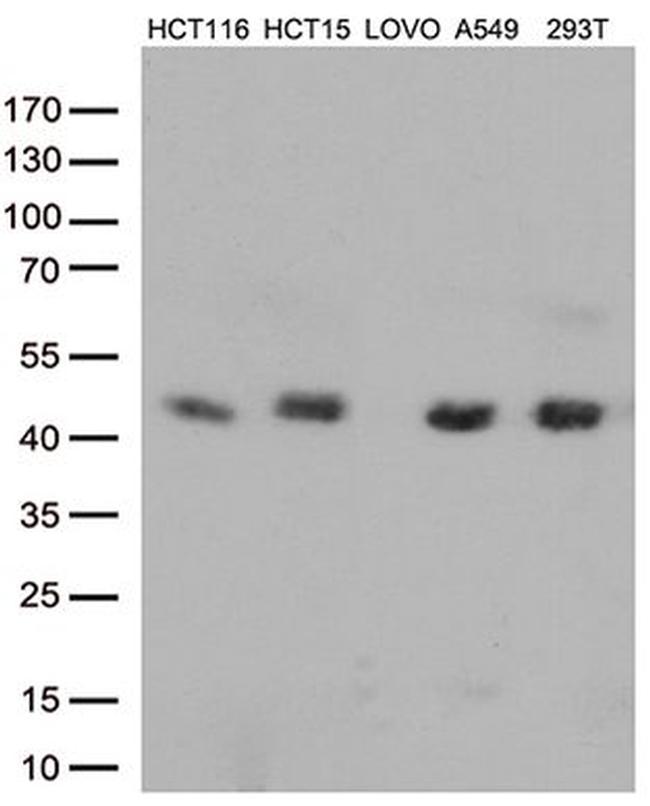 CDX2 Antibody in Western Blot (WB)