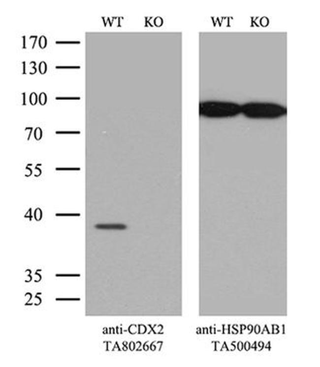 CDX2 Antibody in Western Blot (WB)