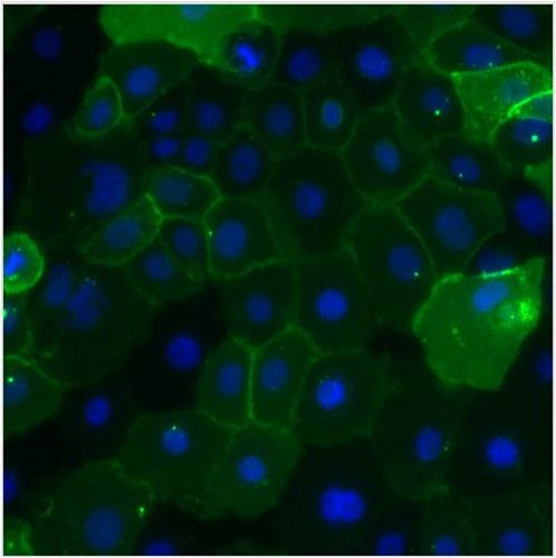 CEA Antibody in Immunocytochemistry (ICC/IF)