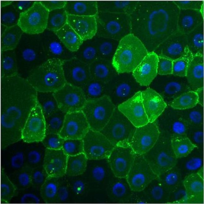 CEA Antibody in Immunocytochemistry (ICC/IF)