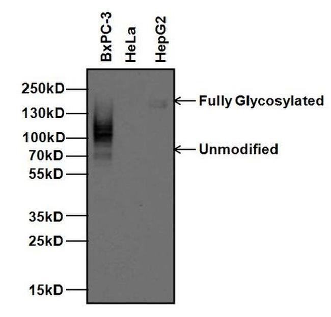 CEA Antibody in Western Blot (WB)