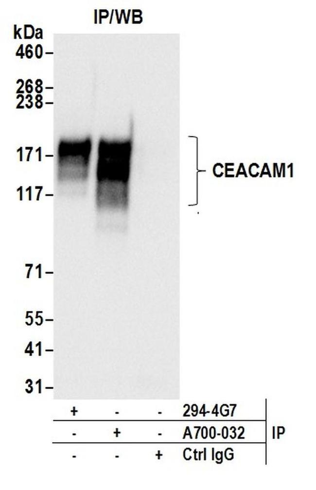 CEACAM1 Antibody in Western Blot (WB)