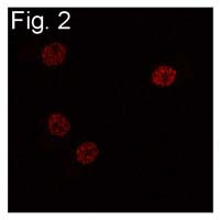 C/EBP beta Antibody in Immunocytochemistry (ICC/IF)