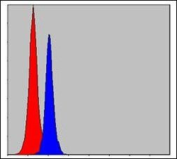 C/EBP beta Antibody in Flow Cytometry (Flow)