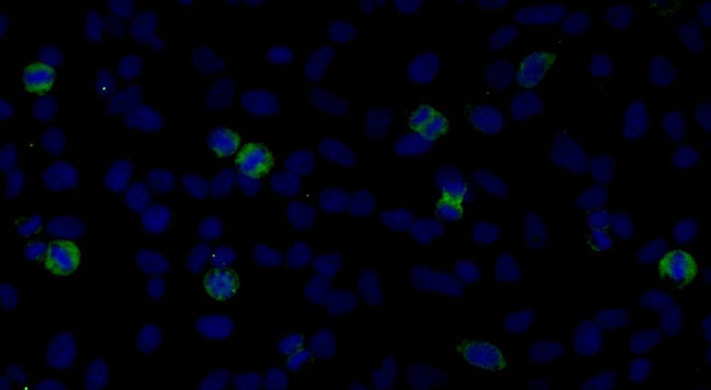 CENP-F/Mitosin Antibody in Immunocytochemistry (ICC/IF)