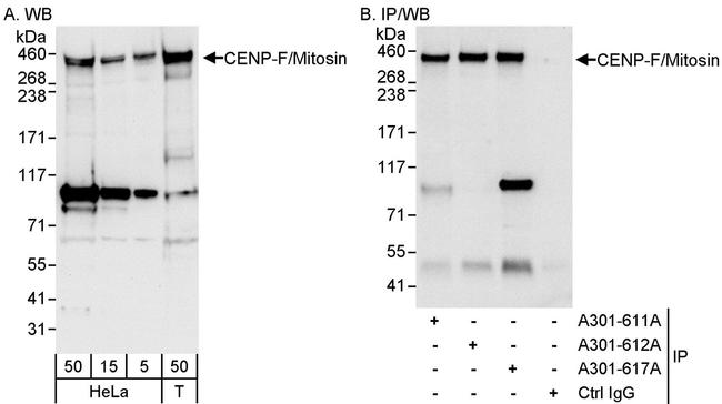 CENP-F/Mitosin Antibody in Western Blot (WB)