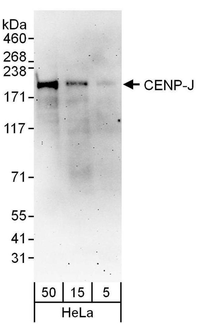 CENP-J Antibody in Western Blot (WB)