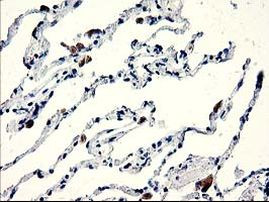 CENPH Antibody in Immunohistochemistry (Paraffin) (IHC (P))