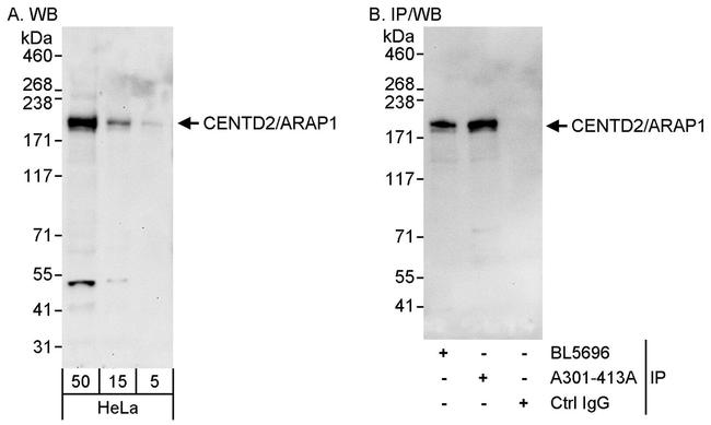 CENTD2/ARAP1 Antibody in Western Blot (WB)