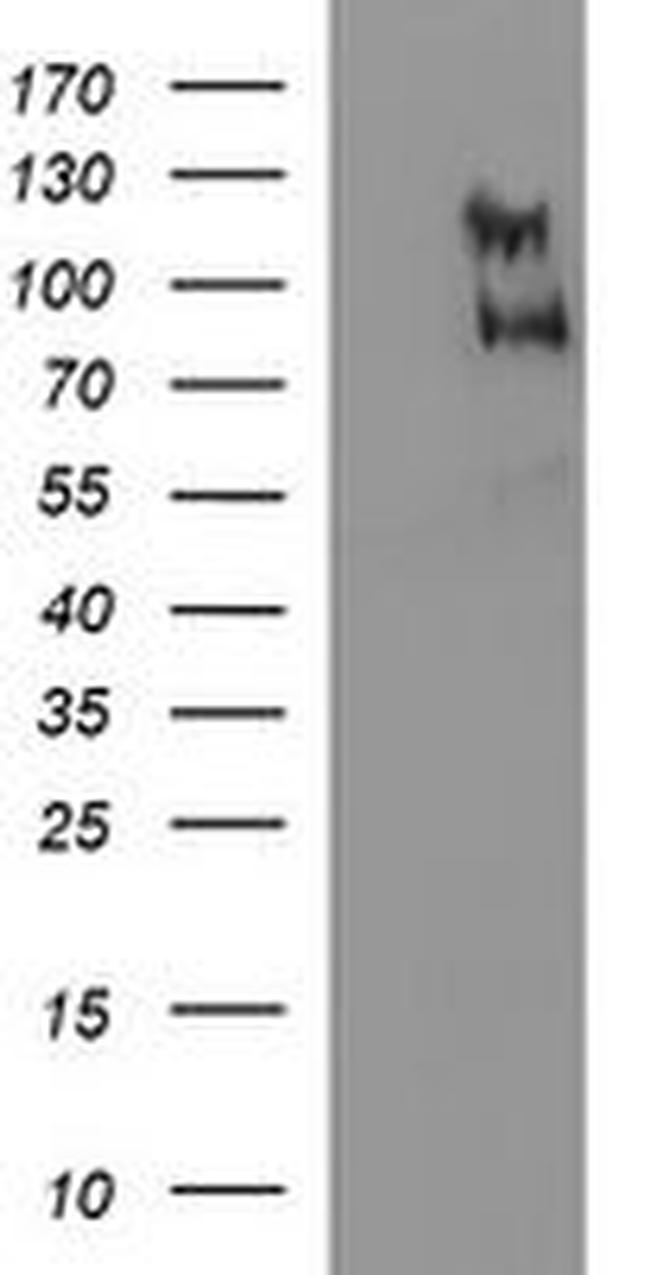 CEP68 Antibody in Western Blot (WB)