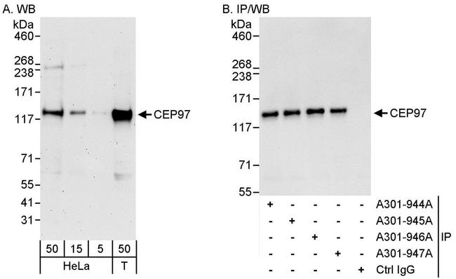 CEP97 Antibody in Western Blot (WB)