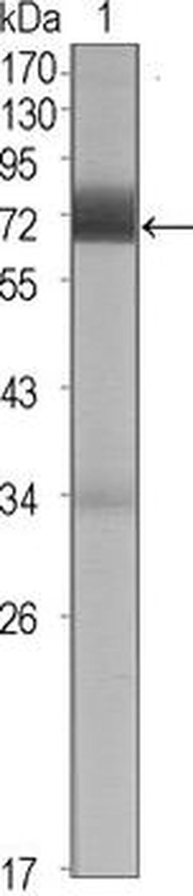 CER1 Antibody in Western Blot (WB)