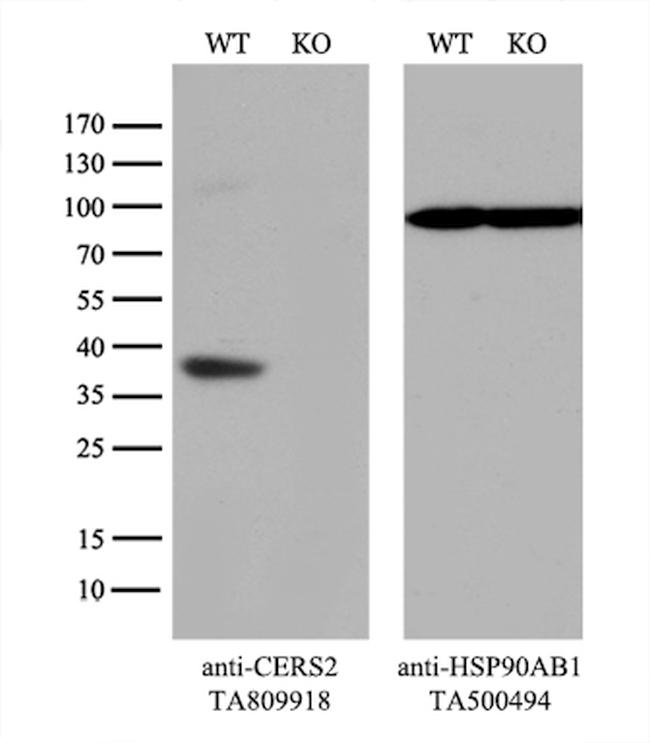 CERS2 Antibody in Western Blot (WB)