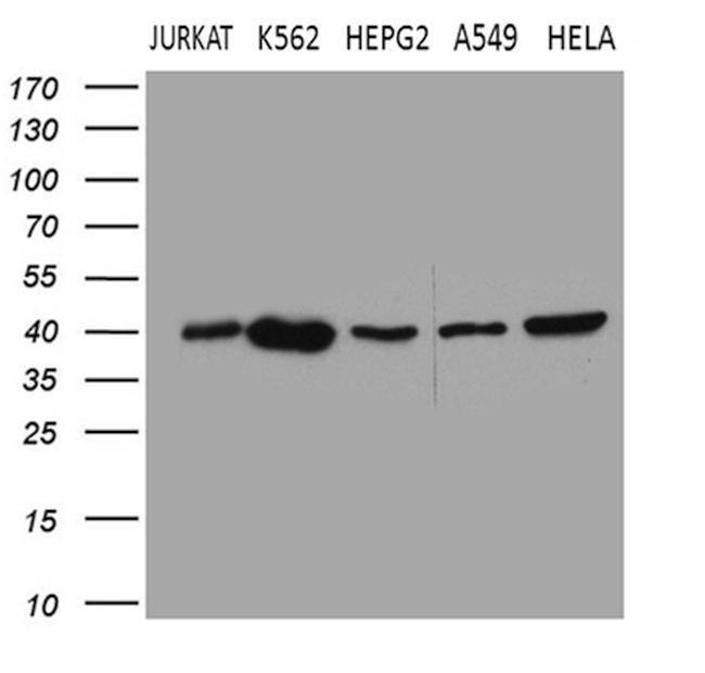 CERS2 Antibody in Western Blot (WB)