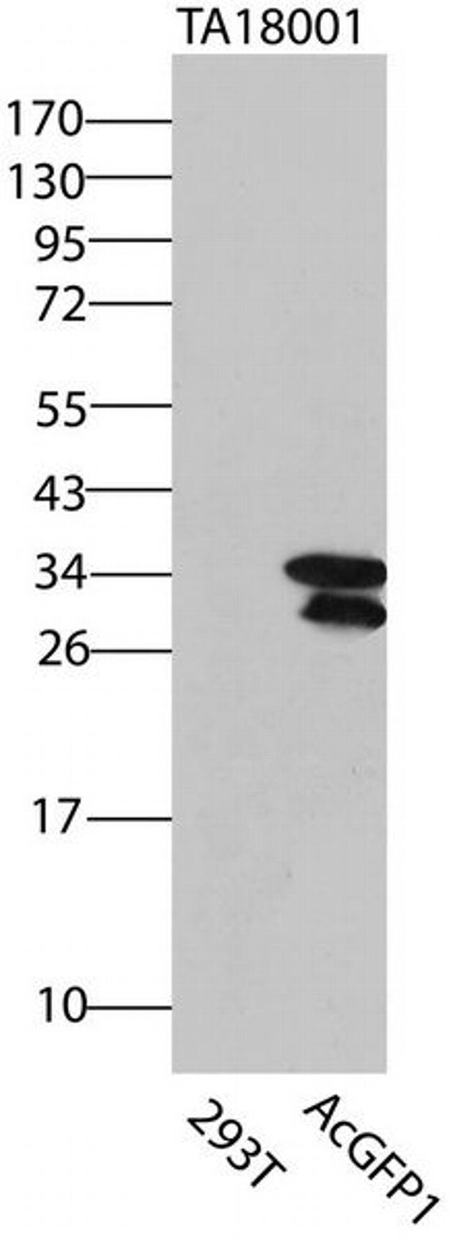 AcGFP1/PS-CFP2 Antibody in Western Blot (WB)