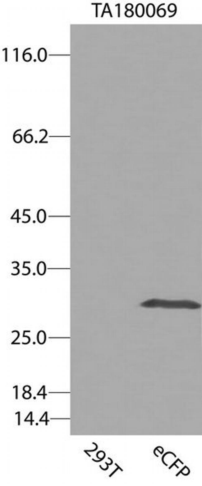 eCFP Antibody in Western Blot (WB)