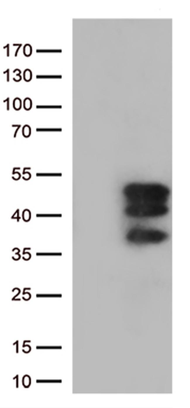 VGLL3 Antibody in Western Blot (WB)