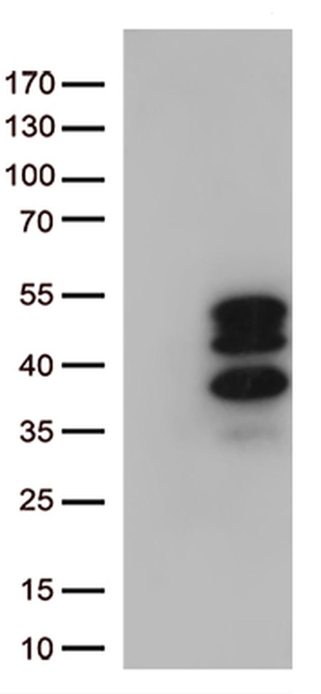 VGLL3 Antibody in Western Blot (WB)