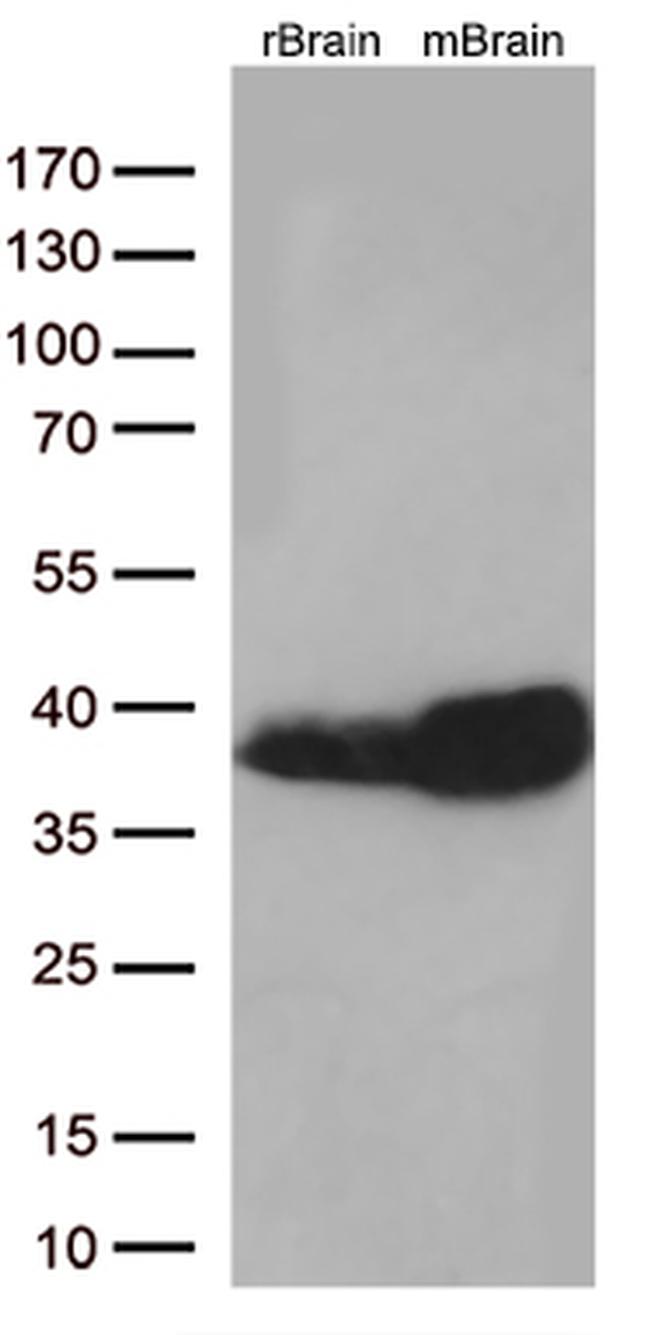 Syntaxin 1a (STX1A) Antibody in Western Blot (WB)