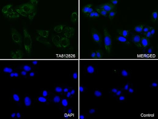 Syntaxin 1a (STX1A) Antibody in Immunocytochemistry (ICC/IF)