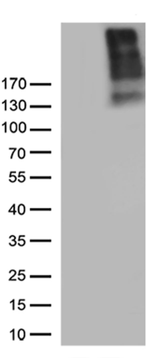 NG2 (CSPG4) Antibody in Western Blot (WB)