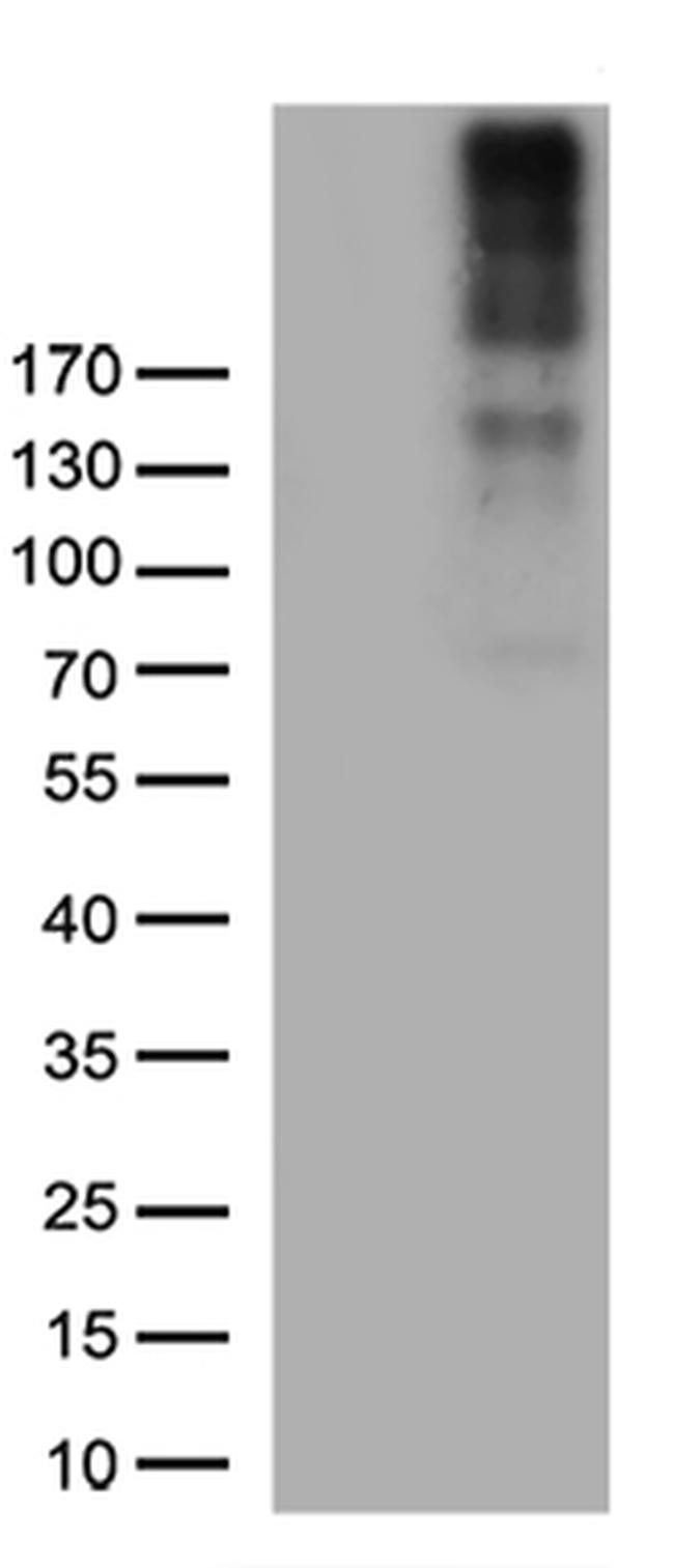 NG2 (CSPG4) Antibody in Western Blot (WB)