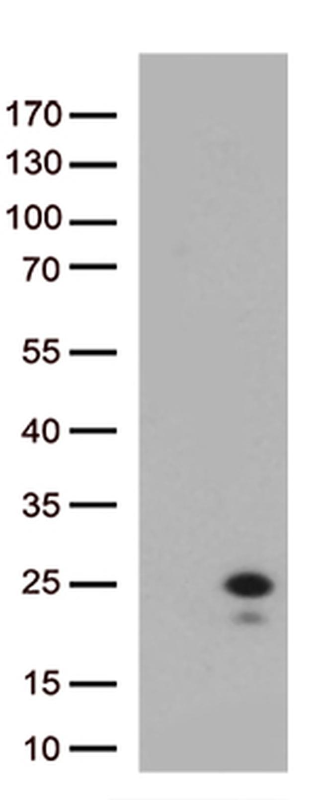 IL29 (IFNL1) Antibody in Western Blot (WB)
