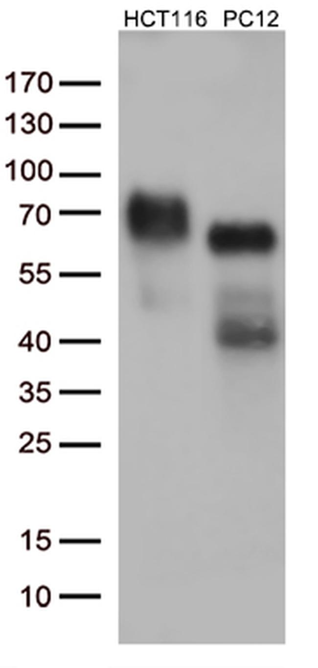 p75 NGF Receptor (NGFR) Antibody in Western Blot (WB)