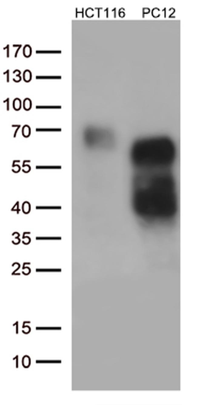 p75 NGF Receptor (NGFR) Antibody in Western Blot (WB)