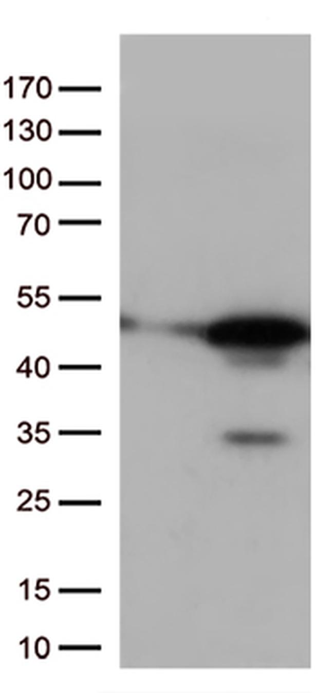 p38 (MAPK14) Antibody in Western Blot (WB)