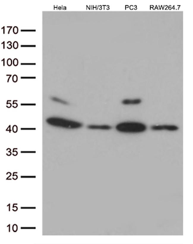 p38 (MAPK14) Antibody in Western Blot (WB)