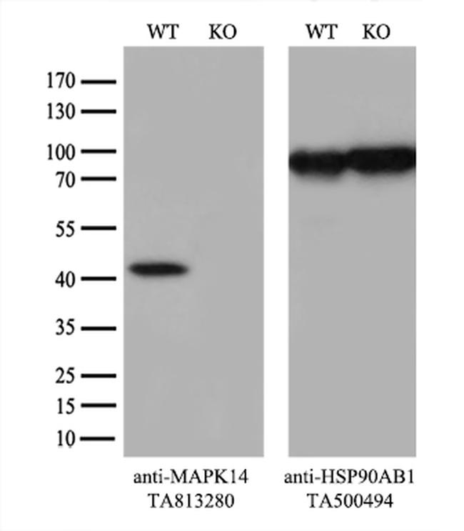 p38 (MAPK14) Antibody in Western Blot (WB)