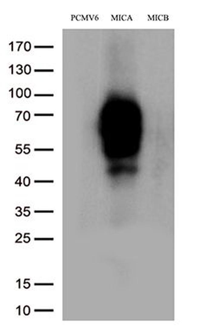 MICA Antibody in Western Blot (WB)