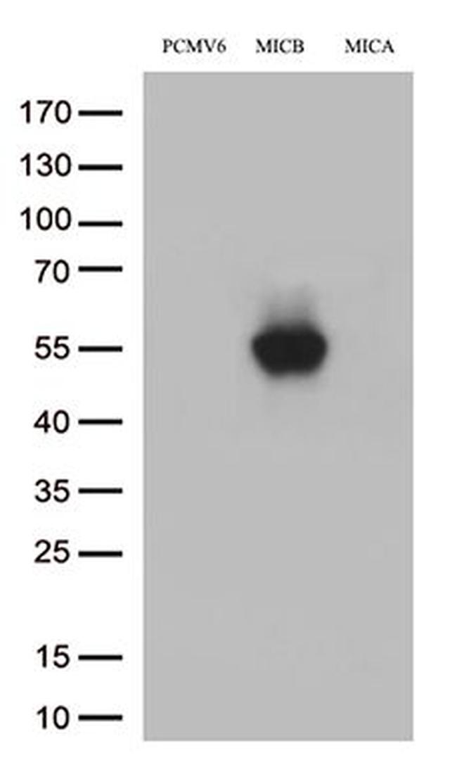 MICB Antibody in Western Blot (WB)