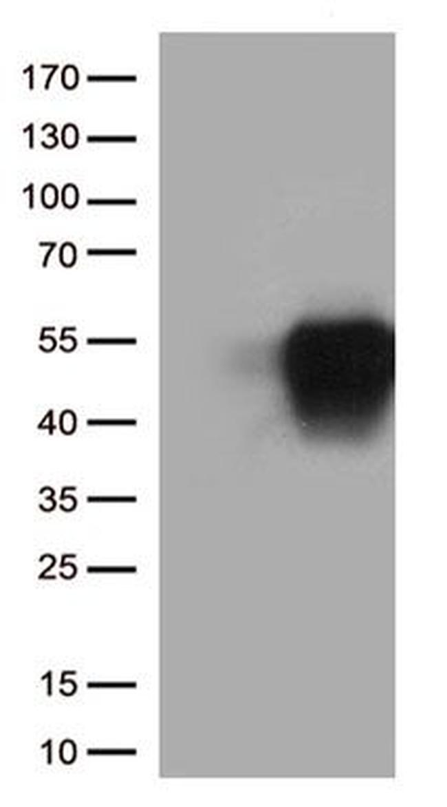 SLAMF7 Antibody in Western Blot (WB)