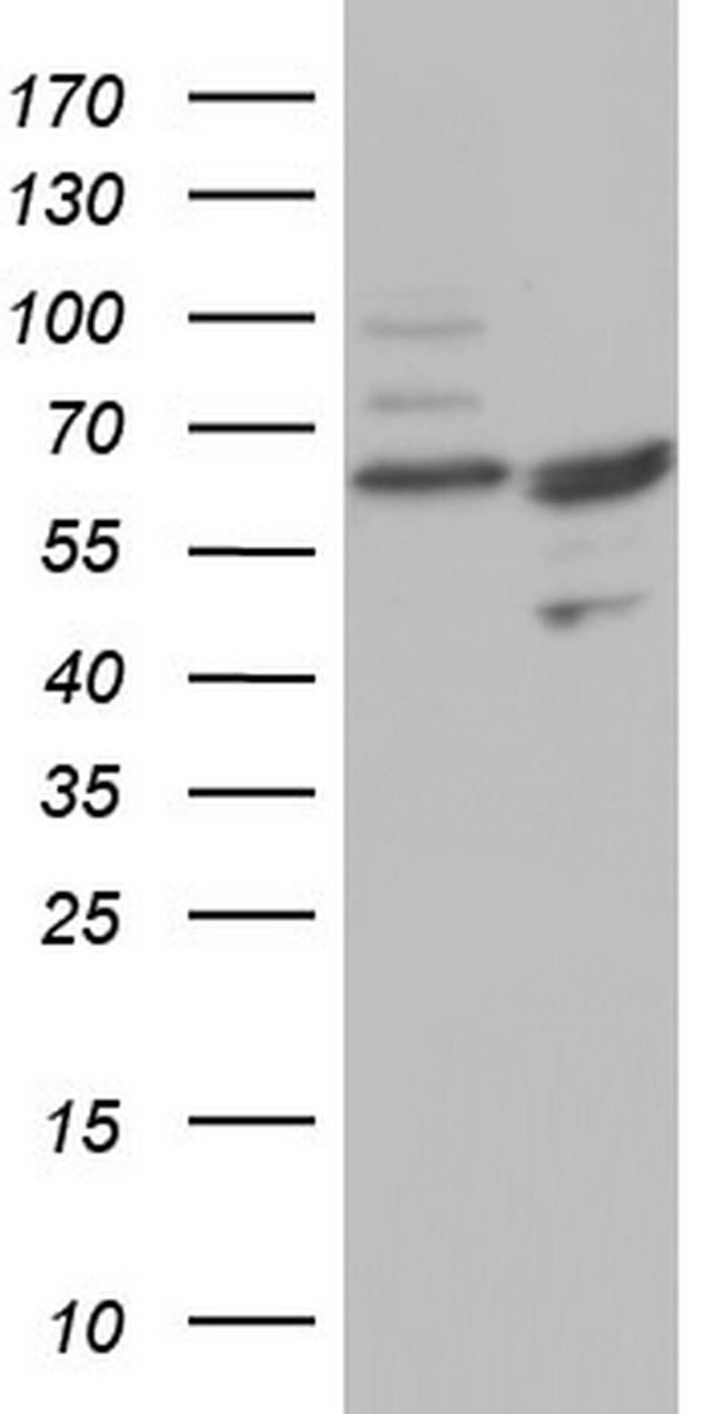 CFLAR Antibody in Western Blot (WB)