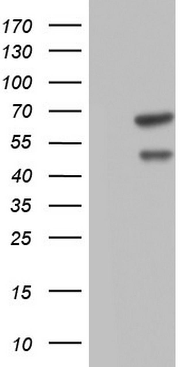 CFLAR Antibody in Western Blot (WB)