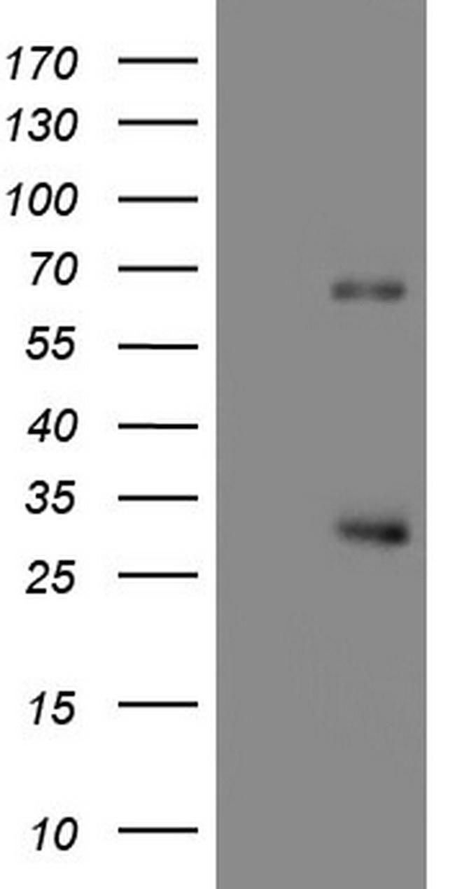 CFLAR Antibody in Western Blot (WB)