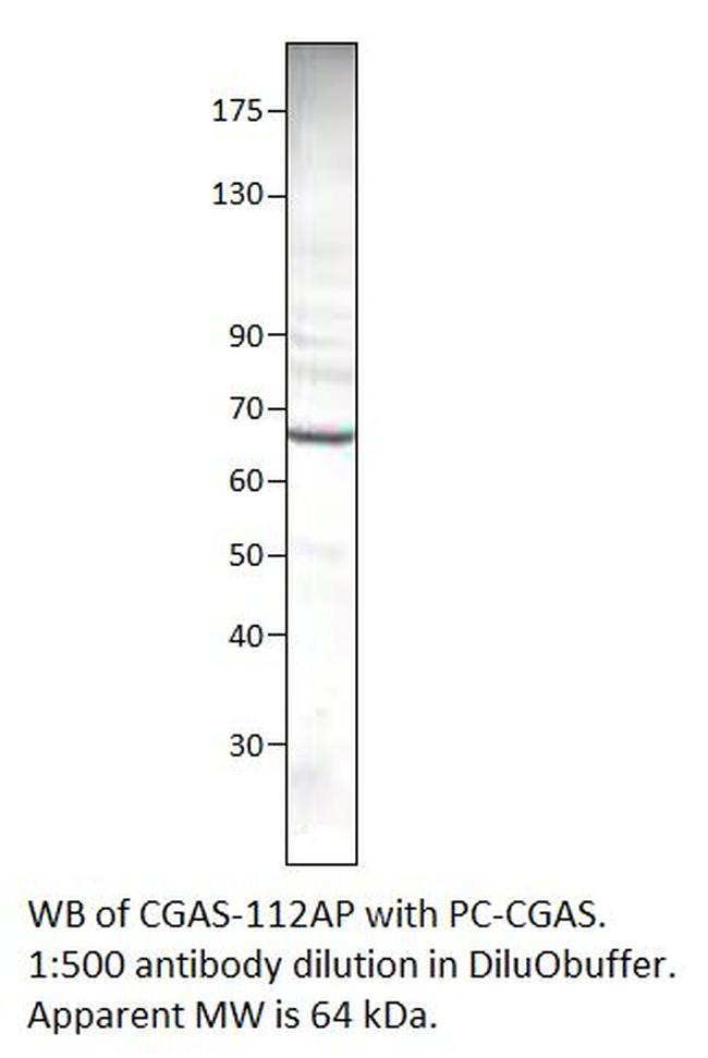 C6orf150 Antibody in Western Blot (WB)
